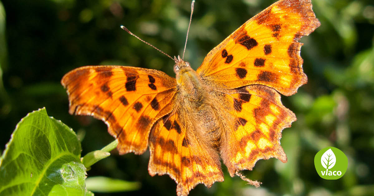 Vervul alle vlinderwensen in je kringlooptuin